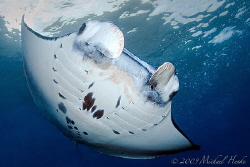 Manta birostris really close. by Michael Henke 